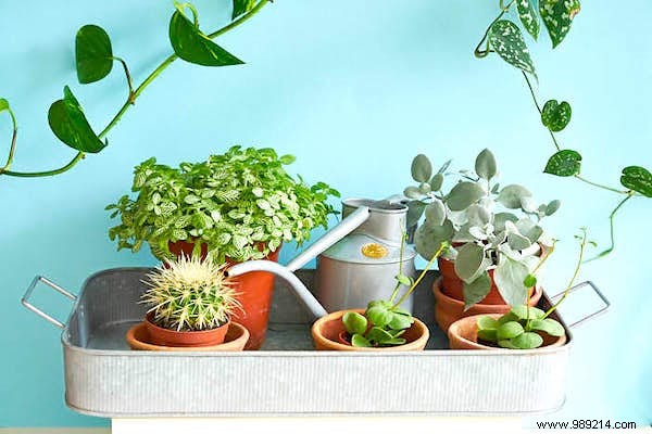 How Often Should You Water Indoor Plants? The Simple And Practical Guide. 