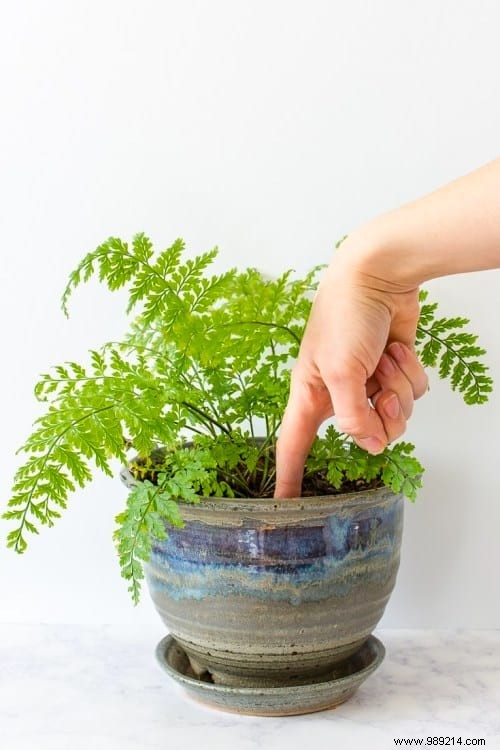 How Often Should You Water Indoor Plants? The Simple And Practical Guide. 