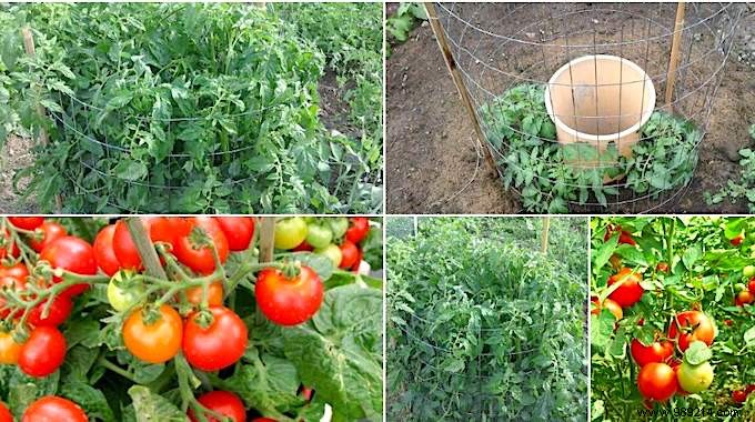 10 Simple Steps To Grow 15-30 Pounds Per Foot Of Tomatoes. 