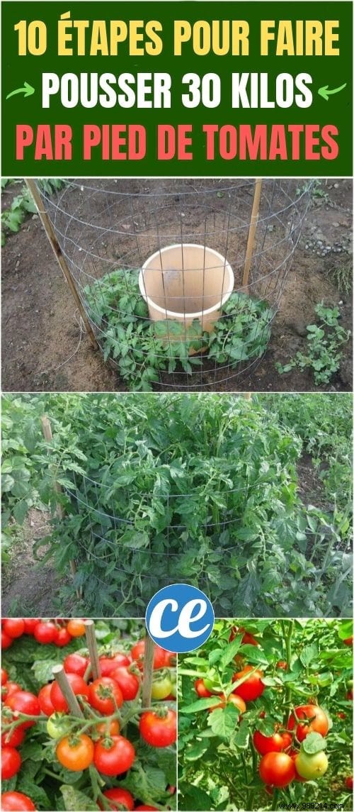 10 Simple Steps To Grow 15-30 Pounds Per Foot Of Tomatoes. 