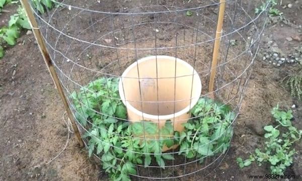 10 Simple Steps To Grow 15-30 Pounds Per Foot Of Tomatoes. 