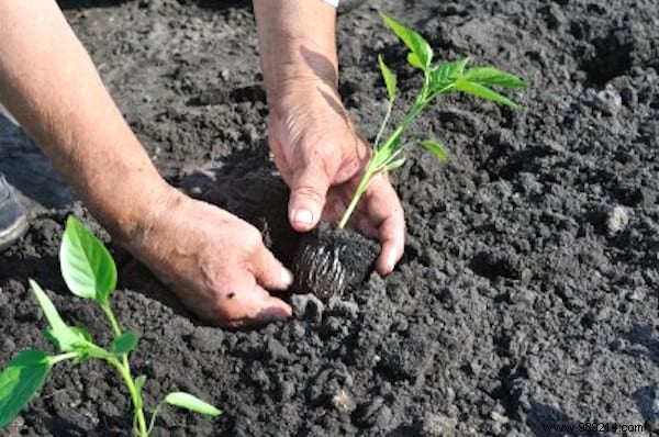 10 Simple Steps To Grow 15-30 Pounds Per Foot Of Tomatoes. 