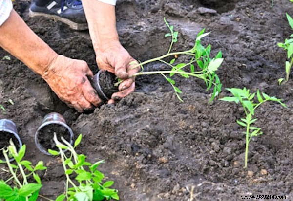 10 Simple Steps To Grow 15-30 Pounds Per Foot Of Tomatoes. 