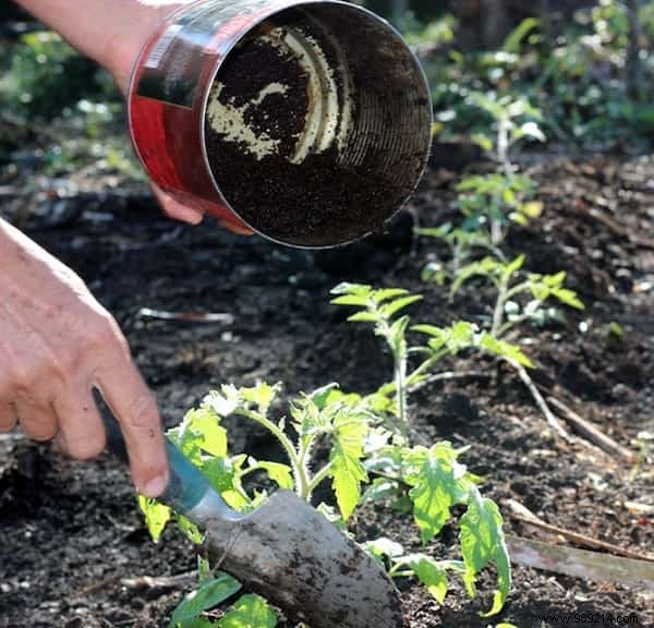 10 Simple Steps To Grow 15-30 Pounds Per Foot Of Tomatoes. 