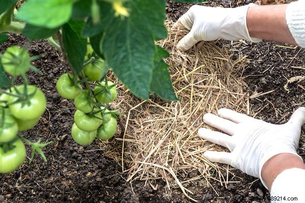 10 Simple Steps To Grow 15-30 Pounds Per Foot Of Tomatoes. 