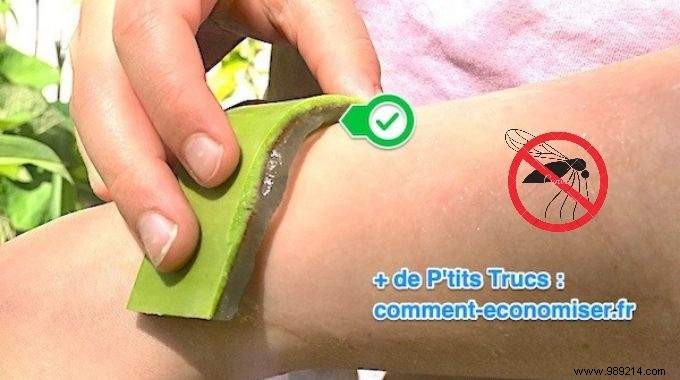 No More Mosquito Bites With This 100% Effective Natural Repellent! 