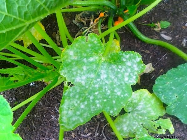 10 Market Gardening Tips To Grow Beautiful ZUCCHINI. 