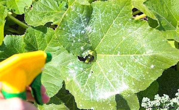 10 Market Gardening Tips To Grow Beautiful ZUCCHINI. 