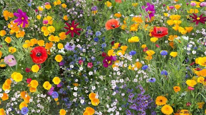 Want to please the bees? Plant These 22 Flowers In Your Garden. 