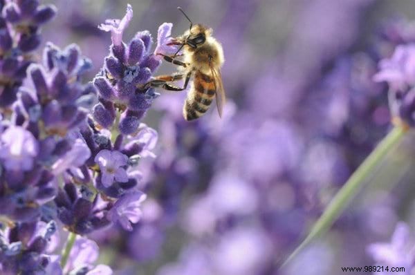 Want to please the bees? Plant These 22 Flowers In Your Garden. 