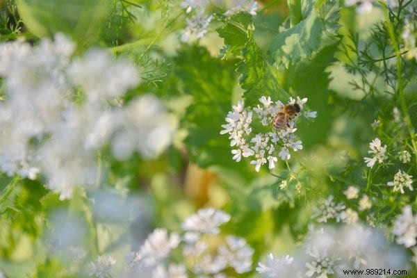 Want to please the bees? Plant These 22 Flowers In Your Garden. 