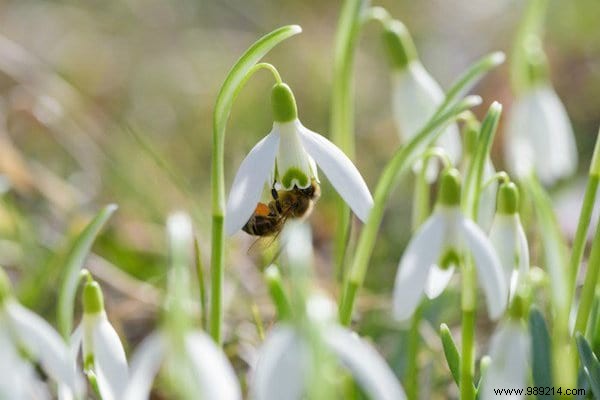 Want to please the bees? Plant These 22 Flowers In Your Garden. 