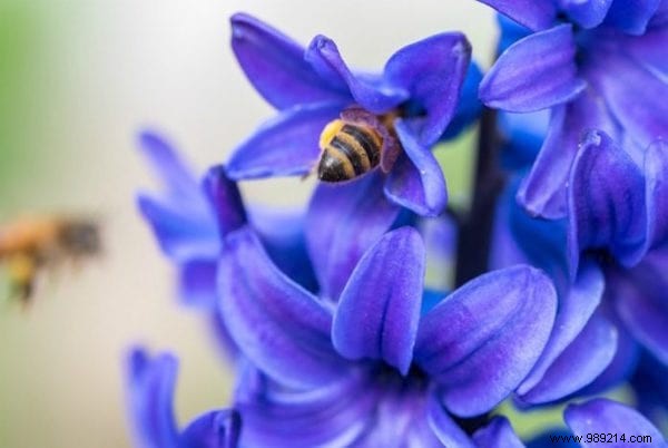 Want to please the bees? Plant These 22 Flowers In Your Garden. 