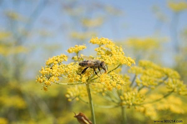 Want to please the bees? Plant These 22 Flowers In Your Garden. 