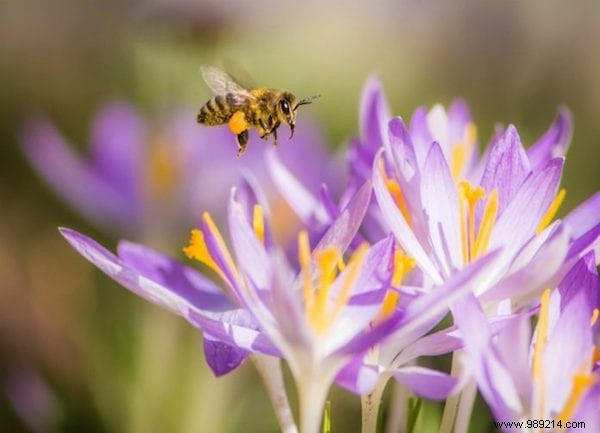 Want to please the bees? Plant These 22 Flowers In Your Garden. 