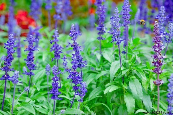 Want to please the bees? Plant These 22 Flowers In Your Garden. 