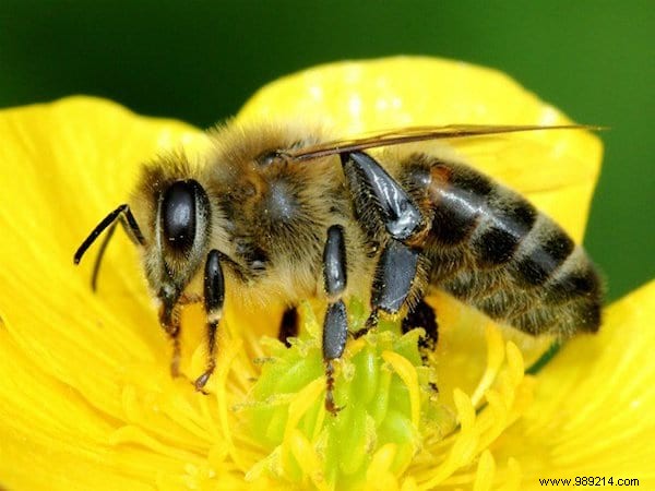 Want to please the bees? Plant These 22 Flowers In Your Garden. 