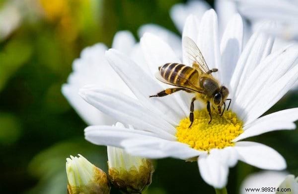 Want to please the bees? Plant These 22 Flowers In Your Garden. 