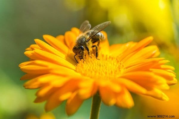 Want to please the bees? Plant These 22 Flowers In Your Garden. 