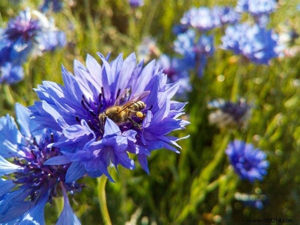 Want to please the bees? Plant These 22 Flowers In Your Garden. 