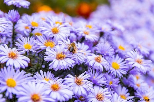 Want to please the bees? Plant These 22 Flowers In Your Garden. 