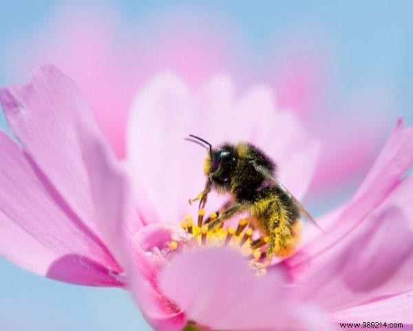 Want to please the bees? Plant These 22 Flowers In Your Garden. 