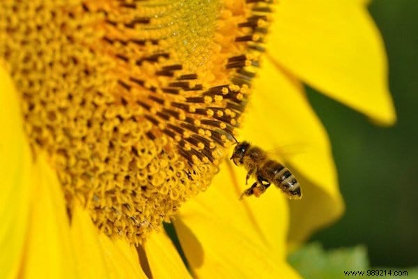 Want to please the bees? Plant These 22 Flowers In Your Garden. 