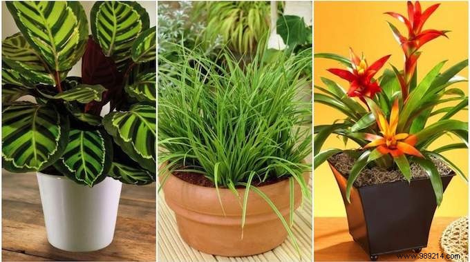 17 House Plants That Grow Without Sunlight. 