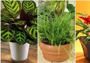 17 House Plants That Grow Without Sunlight. 