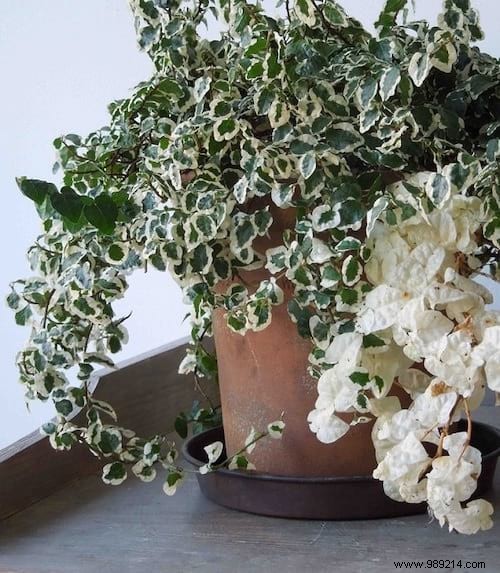 17 House Plants That Grow Without Sunlight. 