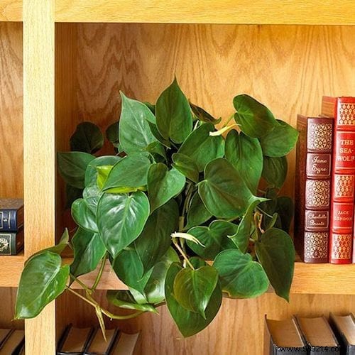 17 House Plants That Grow Without Sunlight. 