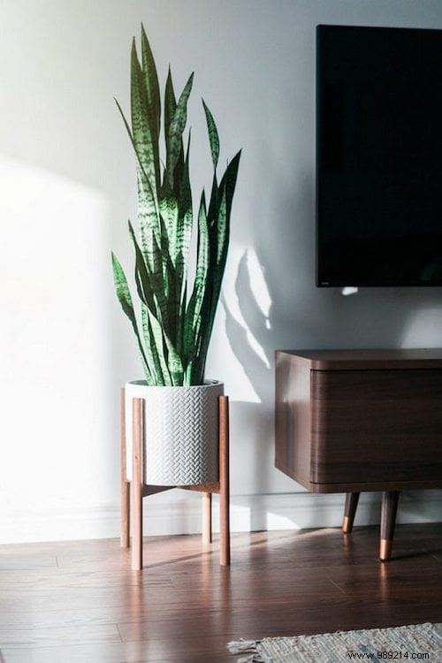 17 House Plants That Grow Without Sunlight. 