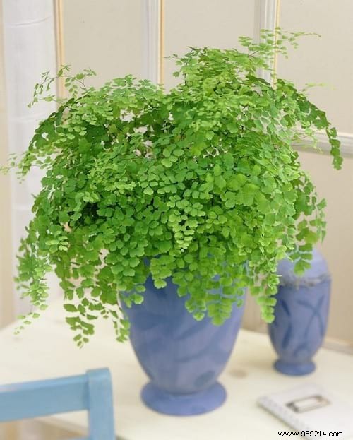 17 House Plants That Grow Without Sunlight. 