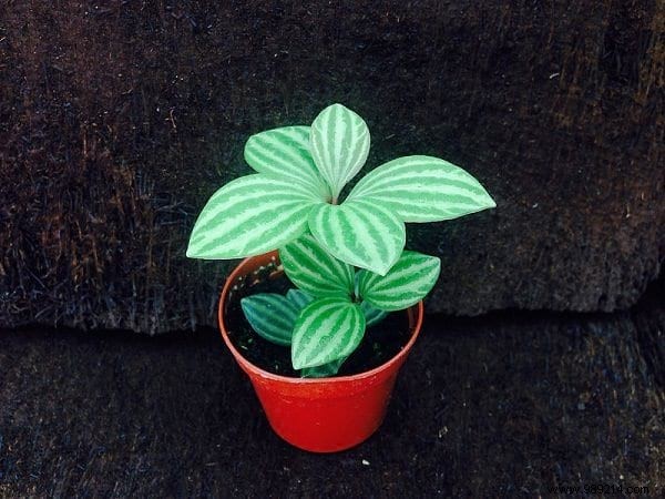 17 House Plants That Grow Without Sunlight. 