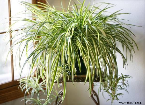 17 House Plants That Grow Without Sunlight. 