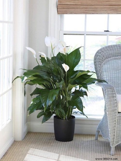 17 House Plants That Grow Without Sunlight. 