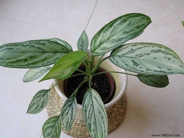 17 House Plants That Grow Without Sunlight. 