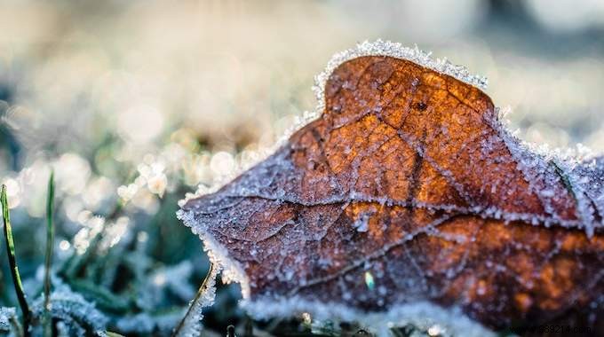 7 Simple Tips To Prepare Your Vegetable Garden For Winter. 