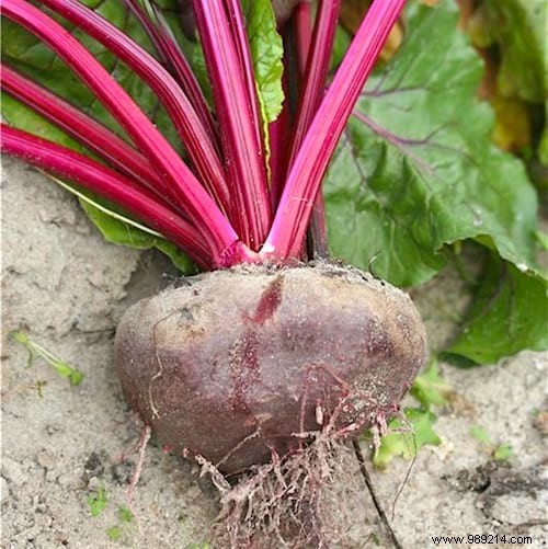 10 Market Gardening Tips To Grow Beautiful BEETS. 