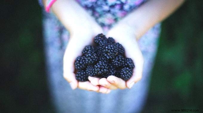 10 gardening tips to grow beautiful blackberries in your garden. 