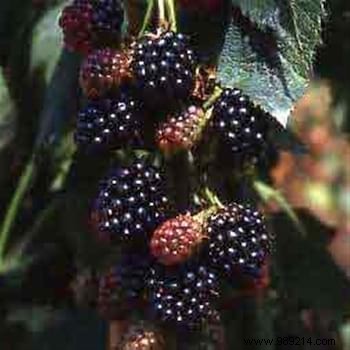 10 gardening tips to grow beautiful blackberries in your garden. 