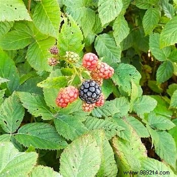 10 gardening tips to grow beautiful blackberries in your garden. 