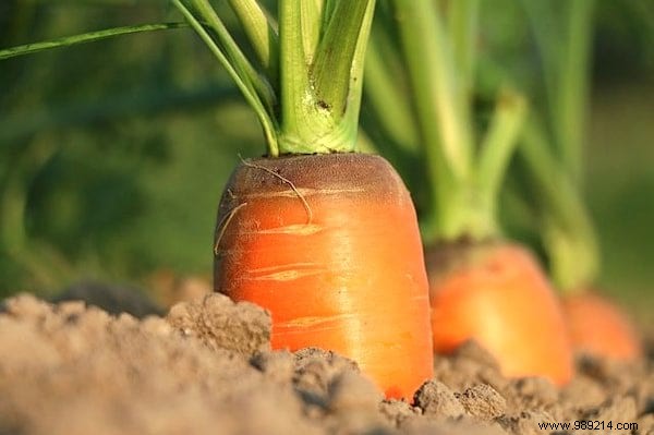 41 Fruits And Vegetables That Even Grow In The Shade. 