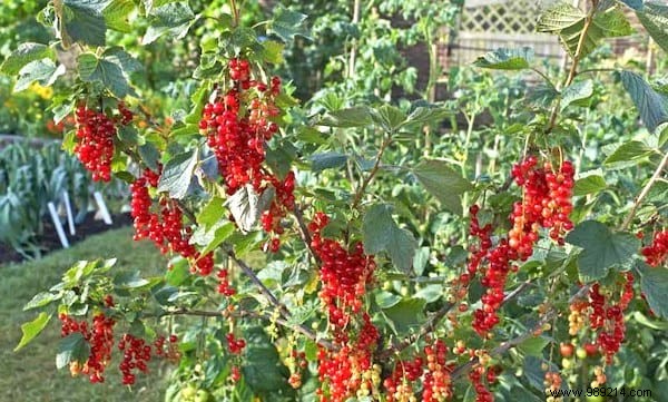 41 Fruits And Vegetables That Even Grow In The Shade. 