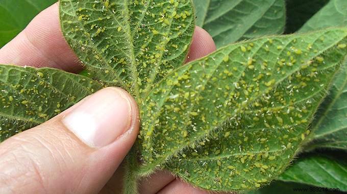 8 Natural And Super Effective Tricks Against Aphids. 