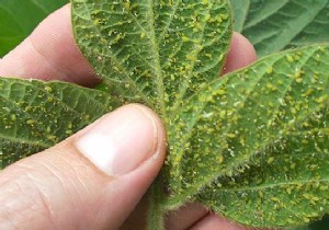 8 Natural And Super Effective Tricks Against Aphids. 