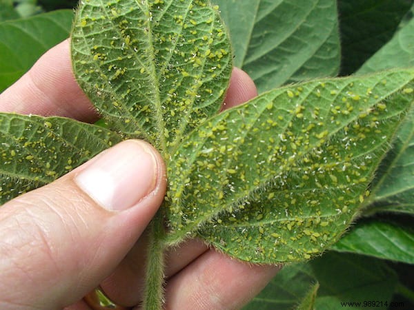 8 Natural And Super Effective Tricks Against Aphids. 