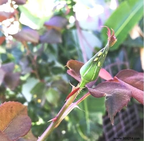 8 Natural And Super Effective Tricks Against Aphids. 