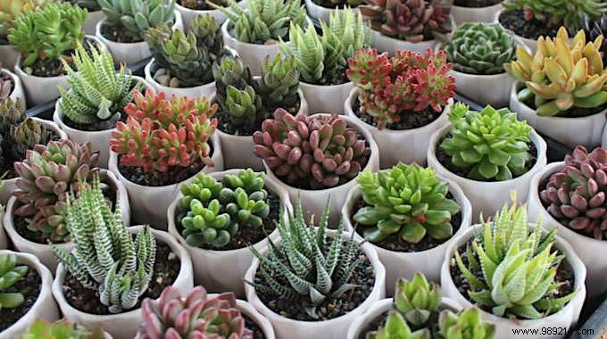 7 Reasons Your Succulents Are Dying. 