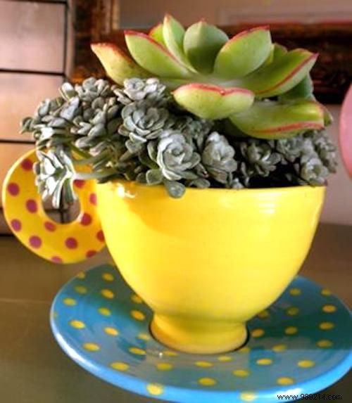 7 Reasons Your Succulents Are Dying. 